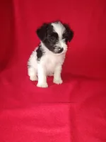 Blake, a male Yorkshire Terrier and Poodle - Toy  for sale in Lapeer, MI – 8 of 10