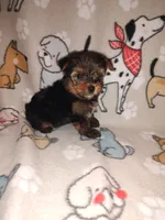 Mickey, a male Yorkshire Terrier for sale in Lapeer, MI – 2 of 9