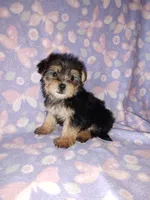Bella, a female Maltese and Yorkshire Terrier for sale in Lapeer, MI – 10 of 10