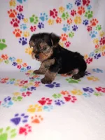 Ava, a female Yorkshire Terrier for sale in Lapeer, MI – 4 of 10