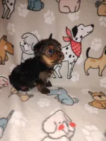 Mickey, a male Yorkshire Terrier for sale in Lapeer, MI – 5 of 9