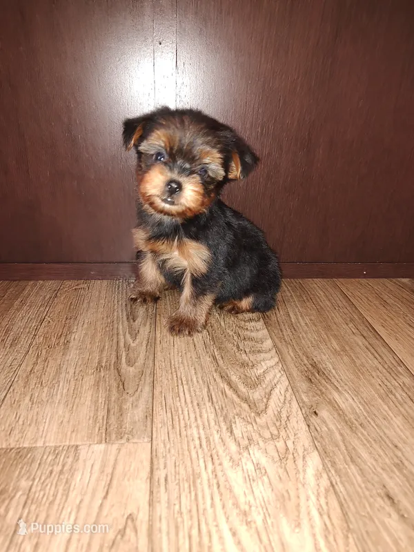 Macie – Yorkshire Terrier puppy for sale in Lapeer, MI