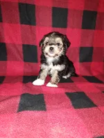 Benny, a male Maltese and Yorkshire Terrier for sale in Lapeer, MI – 9 of 10