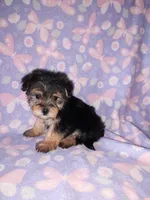 Bella, a female Maltese and Yorkshire Terrier for sale in Lapeer, MI – 6 of 10