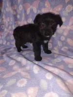 Bella, a female Yorkshire Terrier and Poodle - Toy  for sale in Lapeer, MI – 9 of 10