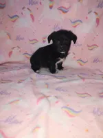 Lola, a female Yorkshire Terrier and Poodle - Toy  for sale in Lapeer, MI – 9 of 10