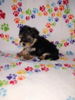 Lady, a female Maltese and Yorkshire Terrier for sale in Lapeer, MI – 4 of 8