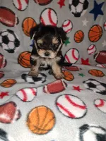 Sammy, a male Maltese and Yorkshire Terrier for sale in Lapeer, MI – 10 of 10