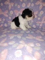 Macie, a female Maltese and Yorkshire Terrier for sale in Lapeer, MI – 9 of 10