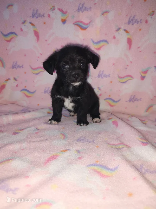 Lola – Yorkshire Terrier, Poodle - Toy  puppy for sale in Lapeer, MI