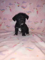 Lola, a female Yorkshire Terrier and Poodle - Toy  for sale in Lapeer, MI – 1 of 10