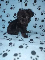 Benny, a male Yorkshire Terrier and Poodle - Toy  for sale in Lapeer, MI – 3 of 10