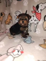 Mickey, a male Yorkshire Terrier for sale in Lapeer, MI – 9 of 9