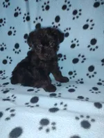 Benny, a male Yorkshire Terrier and Poodle - Toy  for sale in Lapeer, MI – 4 of 10