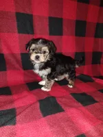 Benny, a male Maltese and Yorkshire Terrier for sale in Lapeer, MI – 6 of 10
