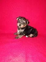 Anna, a female Yorkshire Terrier for sale in Lapeer, MI – 1 of 10
