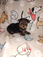 Mickey, a male Yorkshire Terrier for sale in Lapeer, MI – 3 of 9