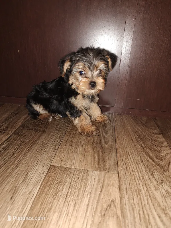 Ava – Yorkshire Terrier puppy for sale in Lapeer, MI