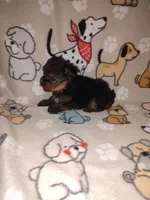 Mickey, a male Yorkshire Terrier for sale in Lapeer, MI – 4 of 9