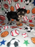 Sammy, a male Maltese and Yorkshire Terrier for sale in Lapeer, MI – 2 of 10