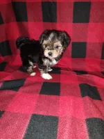 Benny, a male Maltese and Yorkshire Terrier for sale in Lapeer, MI – 4 of 10