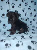 Benny, a male Yorkshire Terrier and Poodle - Toy  for sale in Lapeer, MI – 9 of 10