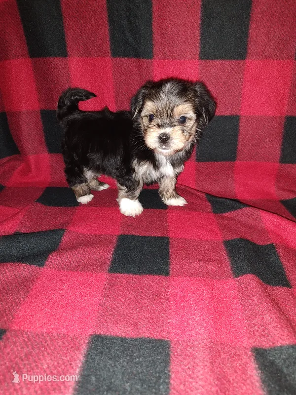 Benny – Maltese, Yorkshire Terrier puppy for sale in Lapeer, MI