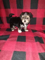 Benny, a male Maltese and Yorkshire Terrier for sale in Lapeer, MI – 1 of 10