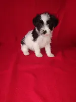 Blake, a male Yorkshire Terrier and Poodle - Toy  for sale in Lapeer, MI – 3 of 10