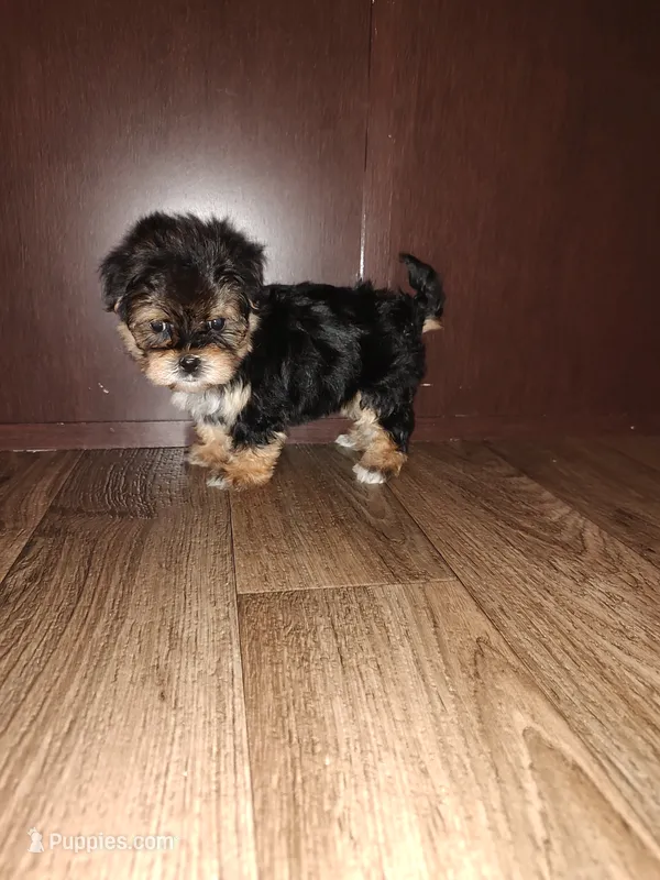 Lady – Maltese, Yorkshire Terrier puppy for sale in Lapeer, MI