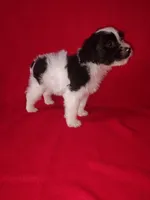 Blake, a male Yorkshire Terrier and Poodle - Toy  for sale in Lapeer, MI – 5 of 10