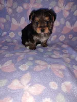Bell, a female Yorkshire Terrier for sale in Lapeer, MI – 3 of 10