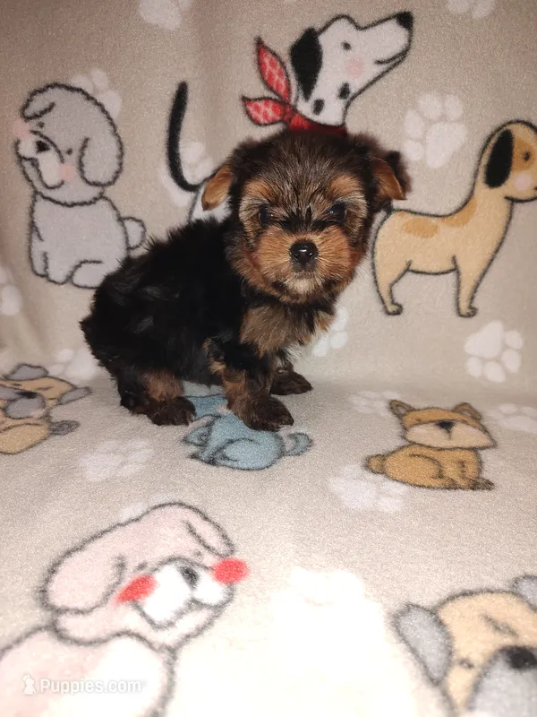 Mickey – Yorkshire Terrier puppy for sale in Lapeer, MI