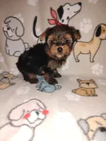 Mickey, a male Yorkshire Terrier for sale in Lapeer, MI – 1 of 9