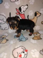 Mia, a female Yorkshire Terrier for sale in Lapeer, MI – 6 of 10