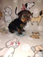 Mickey, a male Yorkshire Terrier for sale in Lapeer, MI – 6 of 9