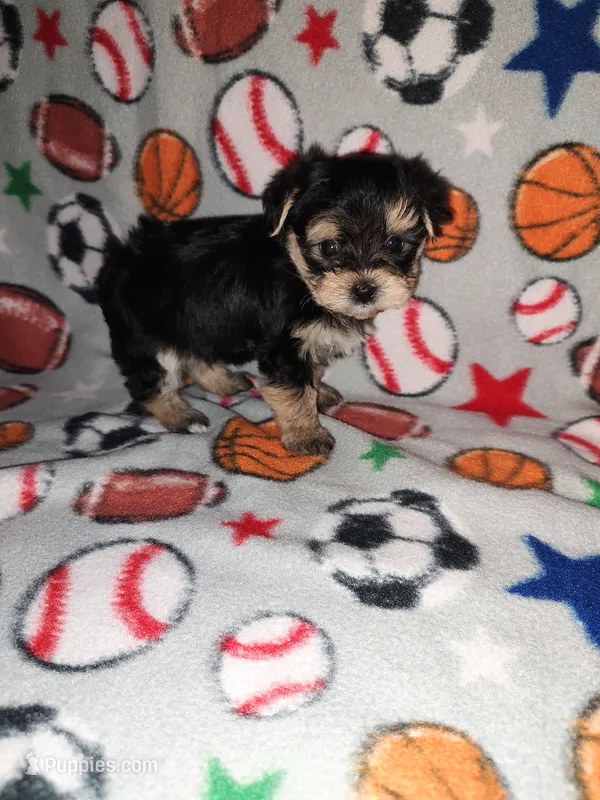 Sammy – Maltese, Yorkshire Terrier puppy for sale in Lapeer, MI