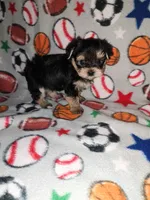 Sammy, a male Maltese and Yorkshire Terrier for sale in Lapeer, MI – 1 of 10