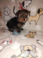Mickey, a male Yorkshire Terrier for sale in Lapeer, MI – 8 of 9