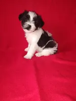 Blake, a male Yorkshire Terrier and Poodle - Toy  for sale in Lapeer, MI – 9 of 10