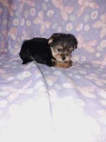 Bella, a female Maltese and Yorkshire Terrier for sale in Lapeer, MI – 3 of 10