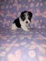 Macie, a female Maltese and Yorkshire Terrier for sale in Lapeer, MI – 6 of 10