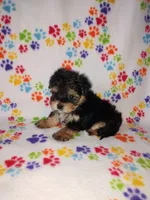 Lady, a female Maltese and Yorkshire Terrier for sale in Lapeer, MI – 6 of 8