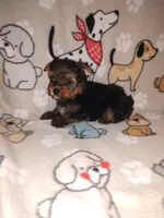 Mickey, a male Yorkshire Terrier for sale in Lapeer, MI – 7 of 9