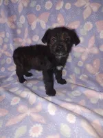 Bella, a female Yorkshire Terrier and Poodle - Toy  for sale in Lapeer, MI – 6 of 10