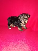 Anna, a female Yorkshire Terrier for sale in Lapeer, MI – 4 of 10