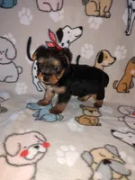 Mia, a female Yorkshire Terrier for sale in Lapeer, MI – 4 of 10