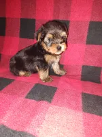 Marty, a male Yorkshire Terrier for sale in Lapeer, MI – 10 of 10