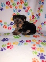 Ava, a female Yorkshire Terrier for sale in Lapeer, MI – 9 of 10