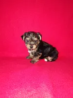 Anna, a female Yorkshire Terrier for sale in Lapeer, MI – 8 of 10